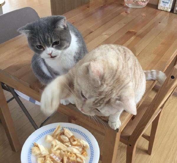 猫咪偷吃烤鸭被主人抓住后依然不松口一副宁死不屈的表情