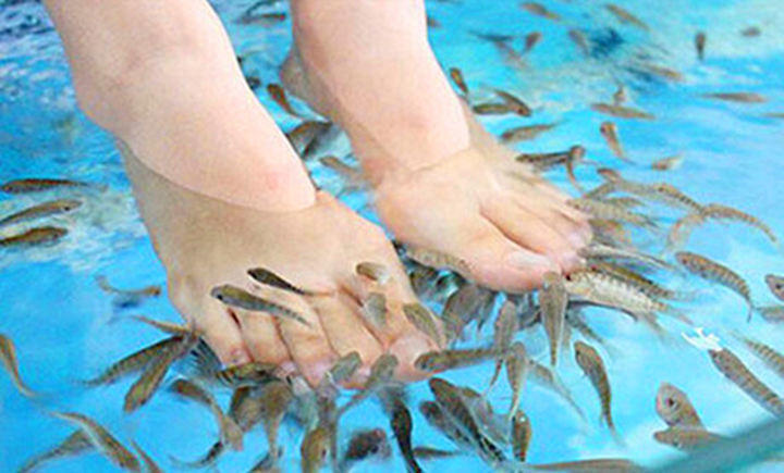 小伙子鱼疗致鱼全部死亡!鱼疗真的安全卫生,可以美容保健吗?
