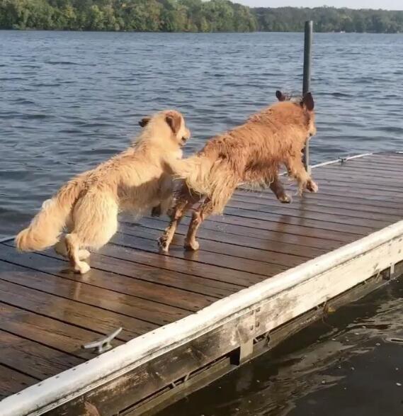 两只狗公园双双跳水,竟是因为这样?