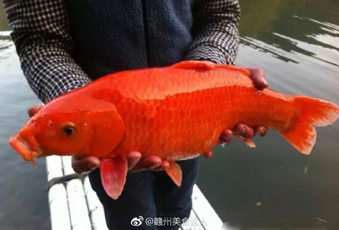 兴国清蒸红鲤鱼你了解吗