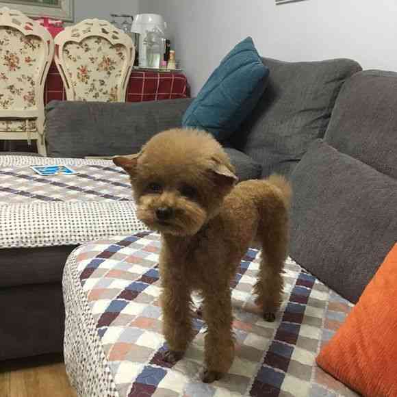 主人突发奇想给泰迪剪个飞机耳,看到自己的样子,泰迪的表情亮了