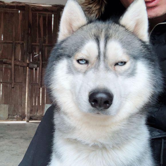 带二哈回老家2个月,咬死了四五只鸡鸭不说,教训后还一脸不屑!