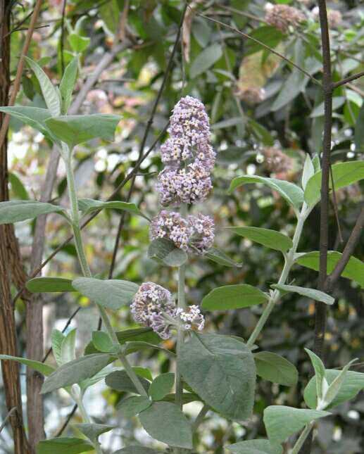 大山里的染饭花农村母亲做成五彩饭香喷喷的真好吃