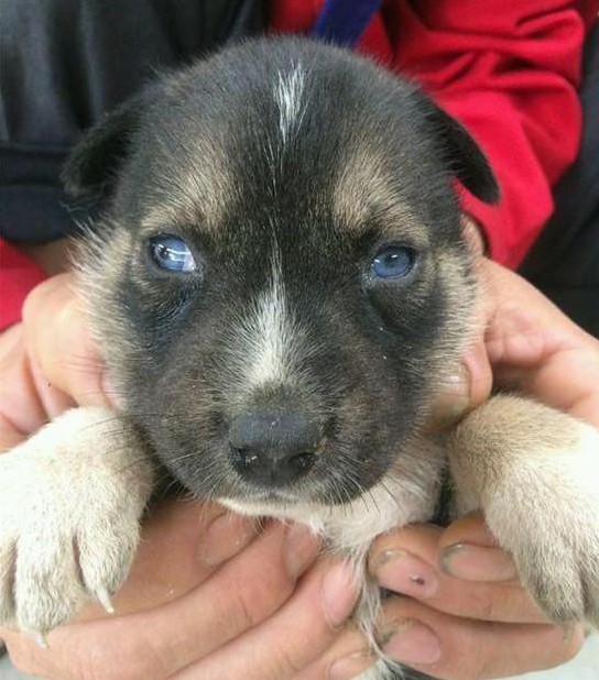 生下一窝小土狗,结果左邻右舍都抢着要|土狗|哈奇士|哈士奇_新浪新闻