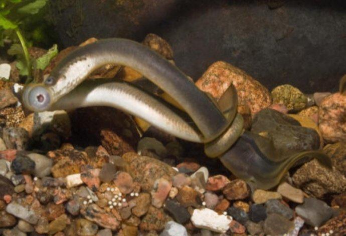 地球上几大最古老的鱼类, 它们和恐龙同时代至今还存活着