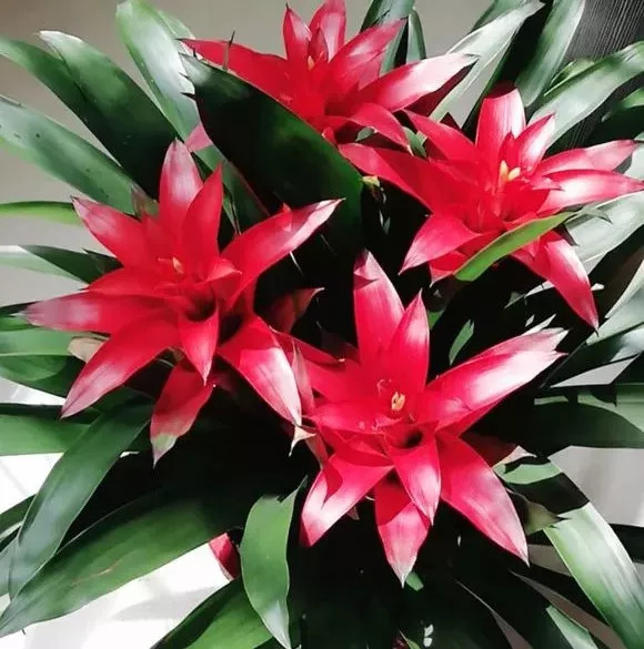 家里养盆"发财花",转运保平安,越养越有钱!