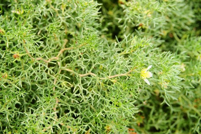 没想到骆驼蓬虽然臭,然很多农民朋友和动物都