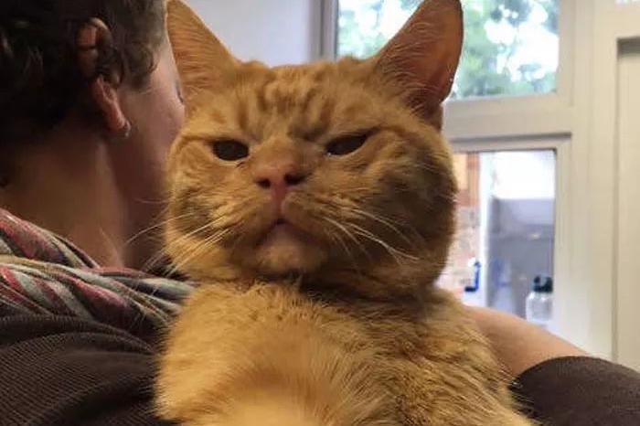 一只会摆臭脸的大橘猫在网上火了,网友看完不得不服,笑翻了