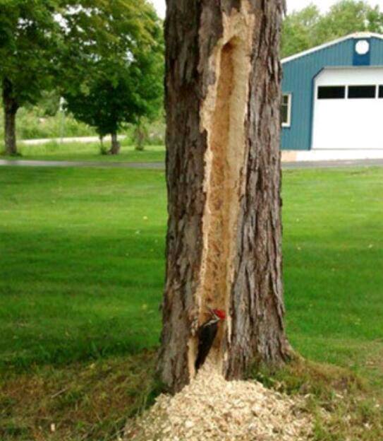 搞笑图片这只啄木鸟也太厉害了吧树都啄成这样了