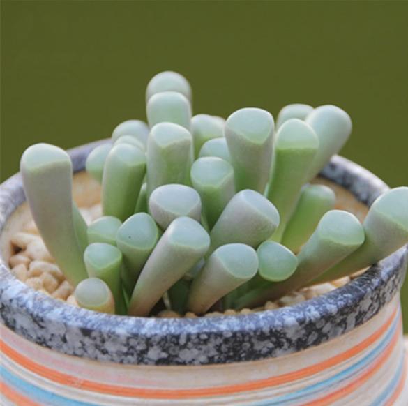 多肉五十铃玉介绍,花叶齐全,观赏性强