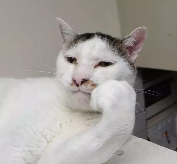 世界最丑的猫:羊羹君去了天堂,怀念你的“丑”……|天堂|羊羹|猫|喵星人|表情包_新浪新闻