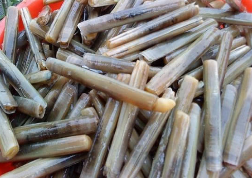 种在沿海地区又常见又便宜的水产品,在内陆就卖的比较贵的小海鲜,竹蛏