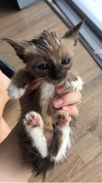 回家路上捡到一只暹罗猫串,120元为其做检查,老板直呼我赚了