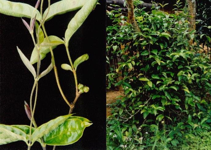 农村这种树,农民以前见了就砍,却不知它的根比黄金还贵|巴戟天|农村