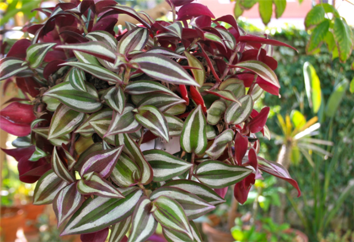 老花匠告诉你,四种适合养植在客厅的五彩缤纷的观叶植物|叶片|吊竹梅