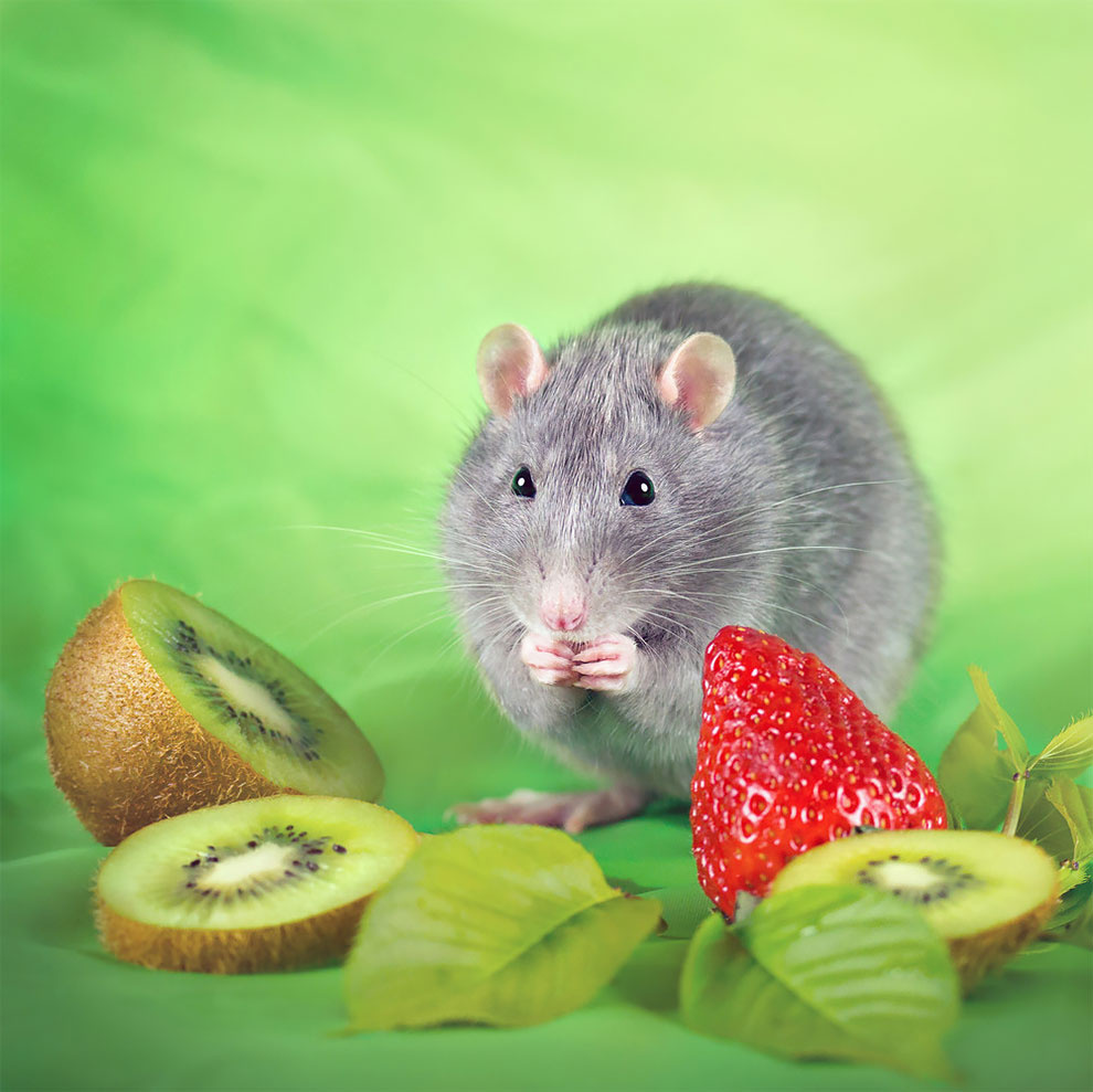 花哨的老鼠 | 加拿大摄影师 diane ozdamar_新浪看点