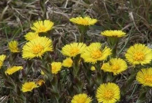 农村不起眼的野草,竟然是天然止咳药,止咳平喘,你见过吗?