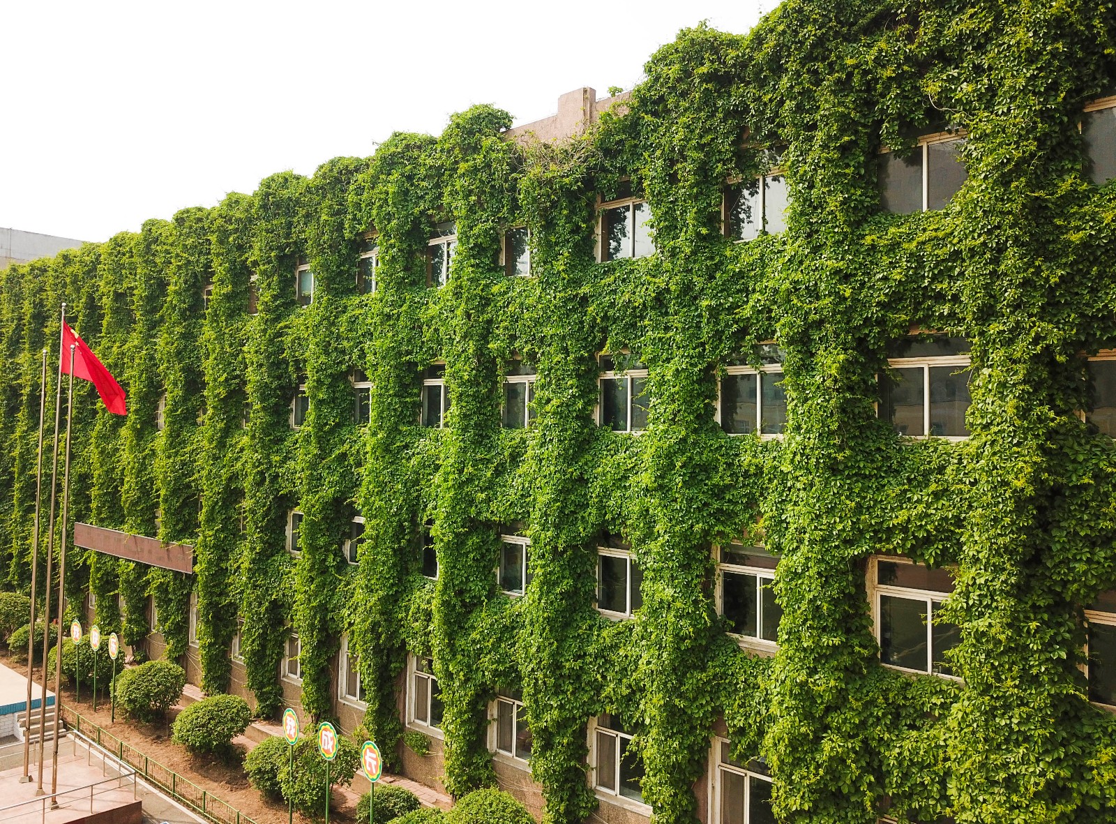 沈阳:爬山虎爬满墙成"绿楼" 碧绿如森林城堡