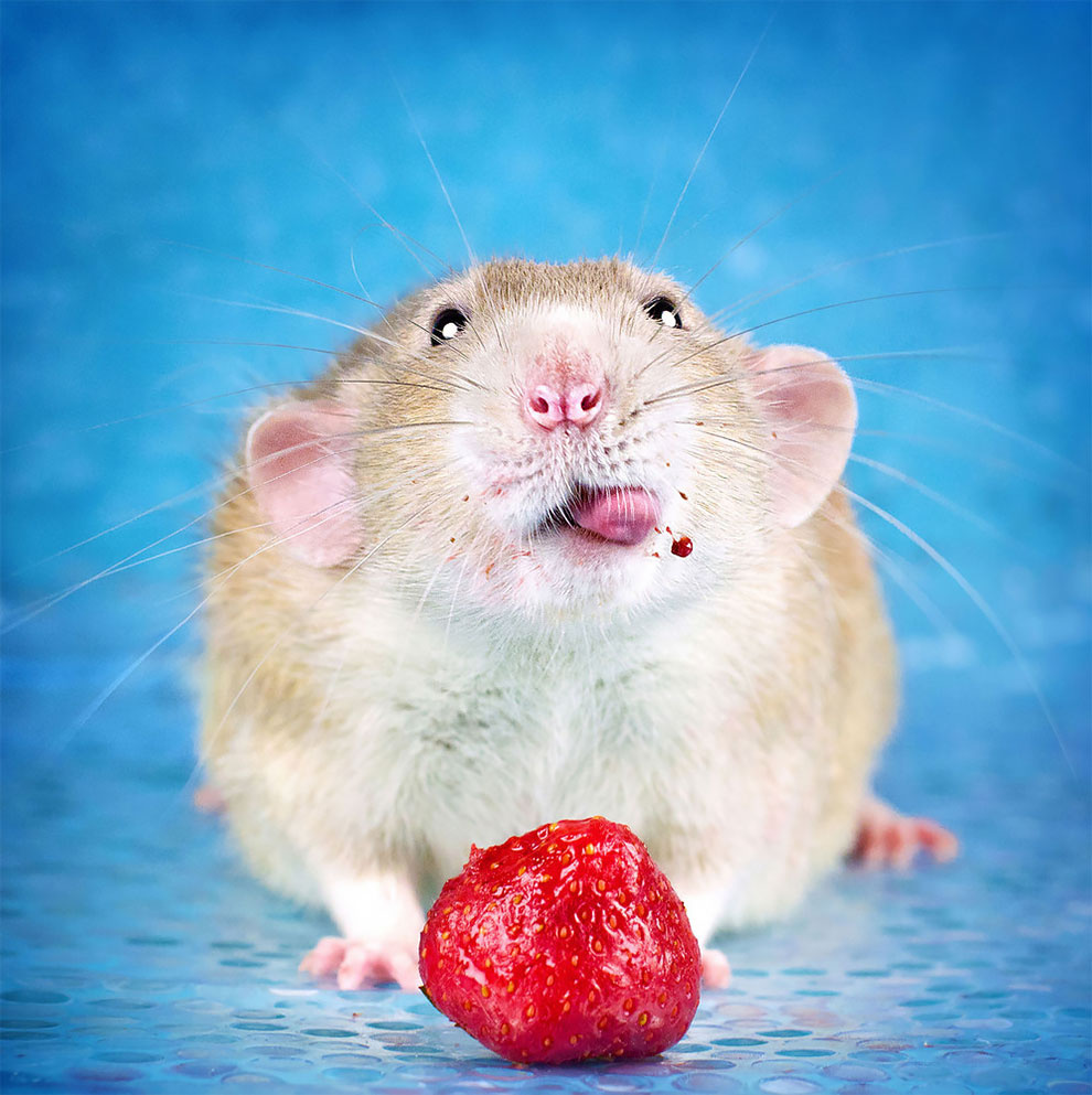 花哨的老鼠 | 加拿大摄影师 diane ozdamar_新浪看点
