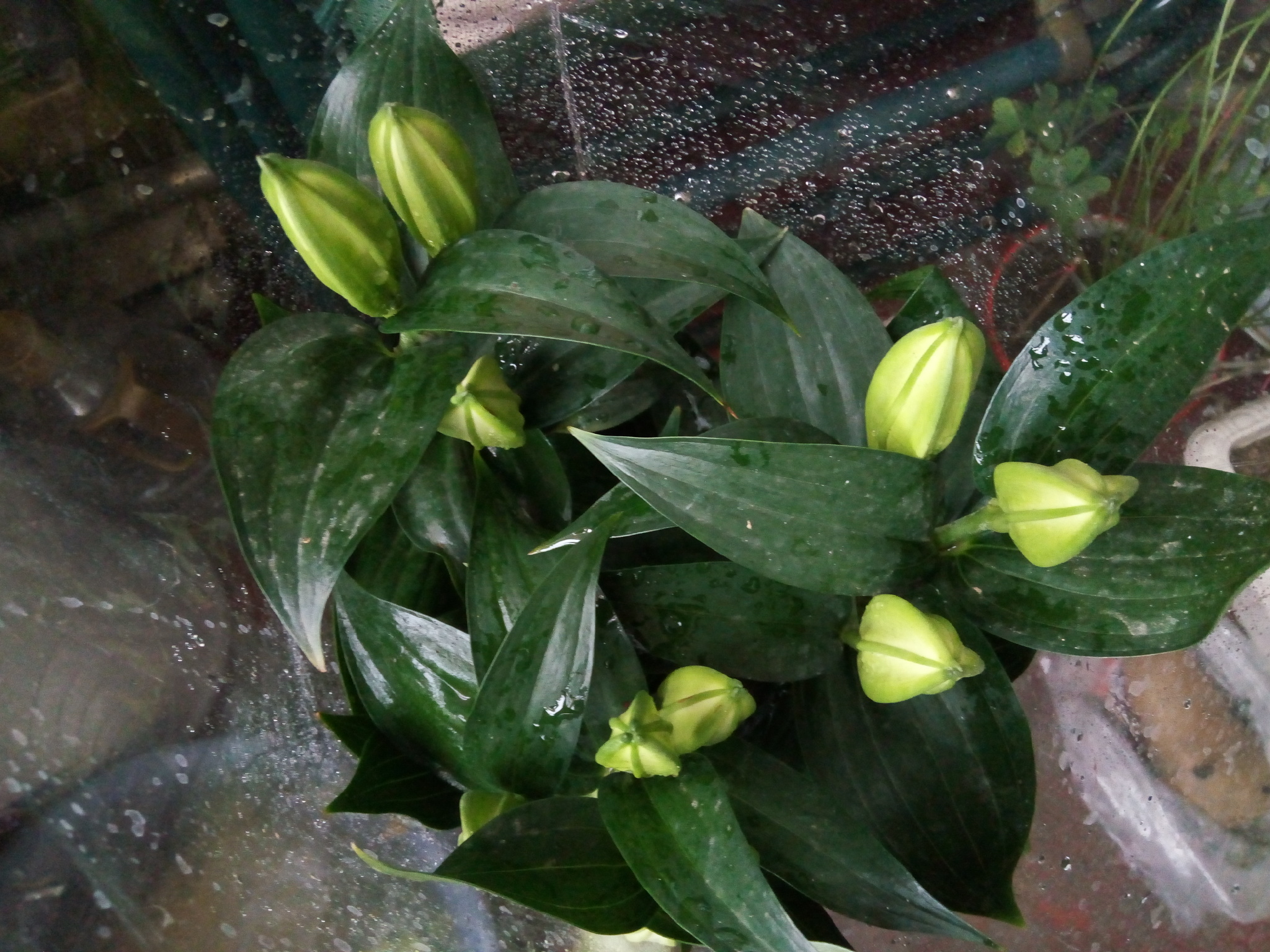 前两天买了一盆子百合.忘记问老板是什么颜色的了