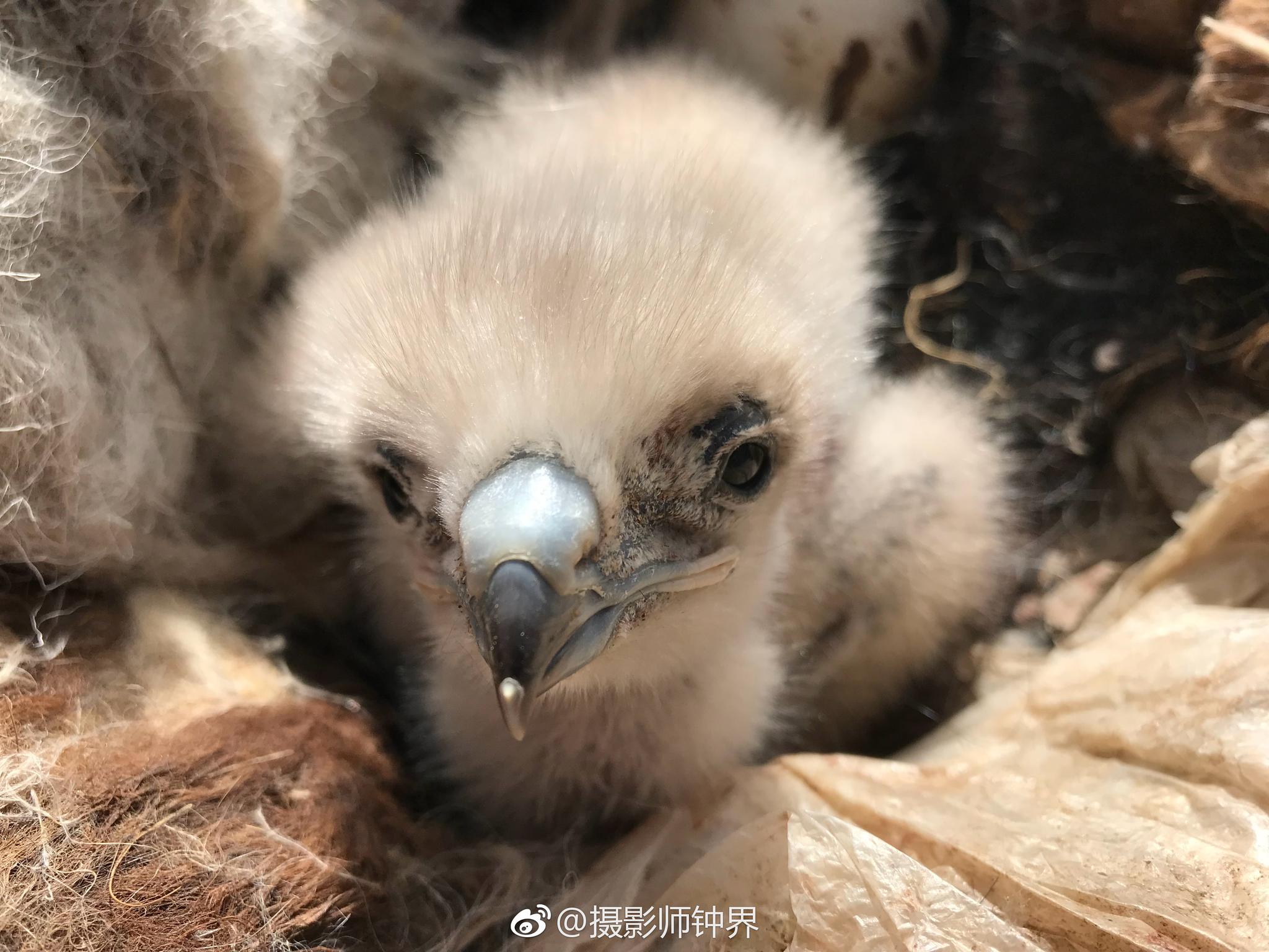 小鹰几天不见长大了很多但是少了一个蛋能上我想一个月