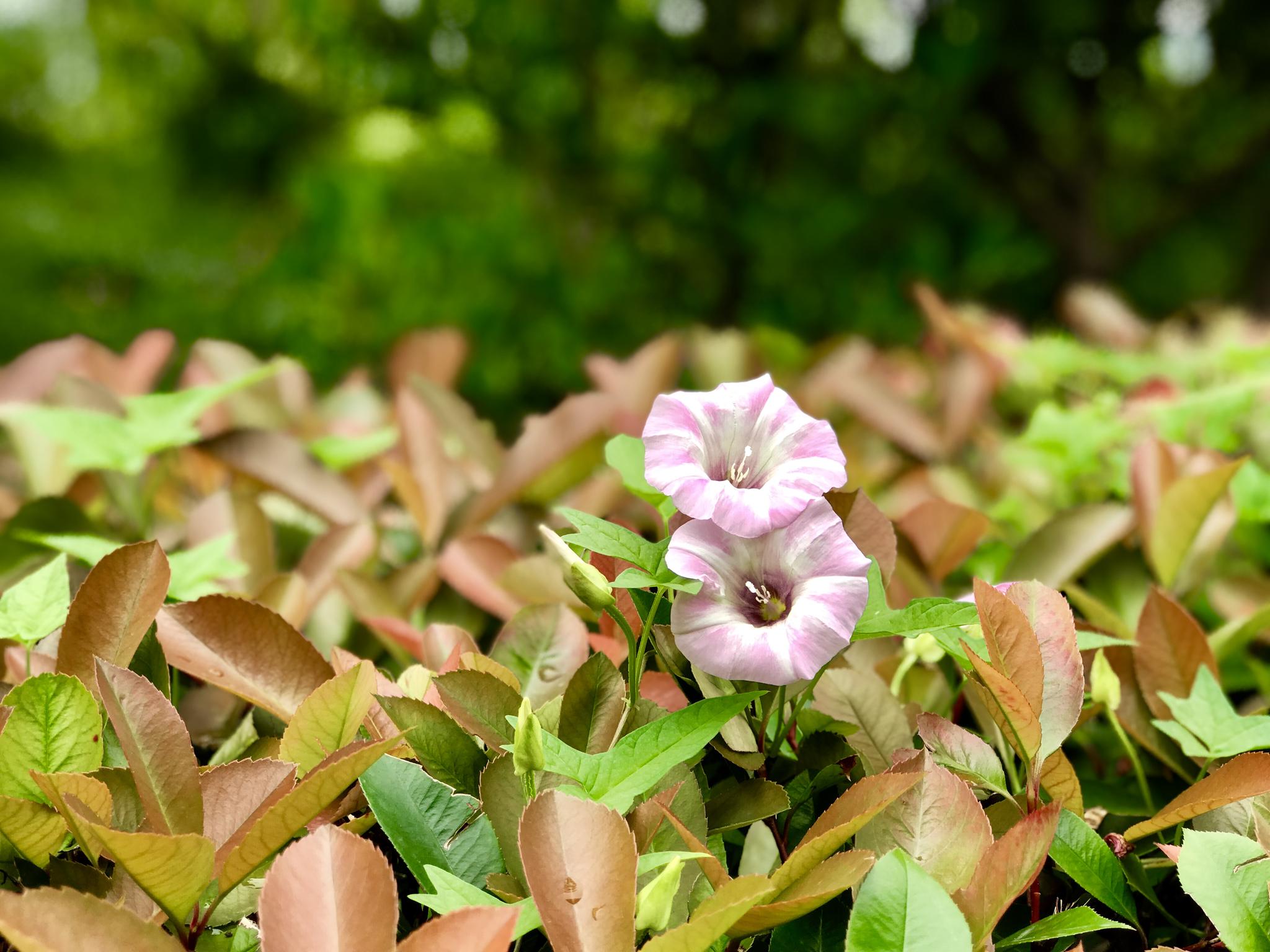 乱花渐欲迷人眼!