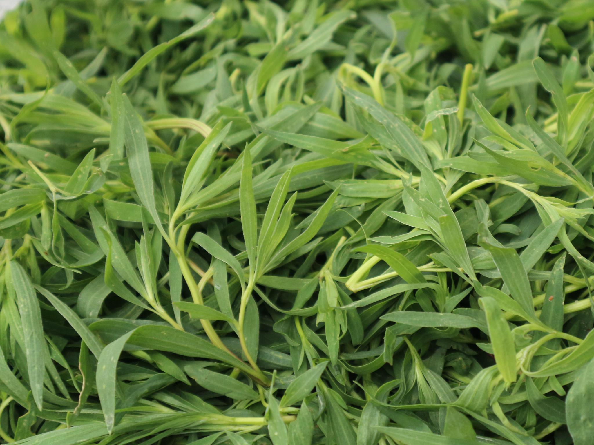 红薯片|扫帚苗|红薯_新浪新闻