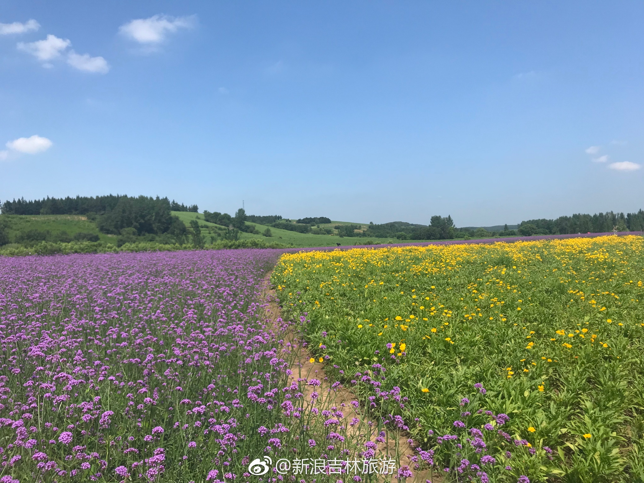 莲花山花海 | 特惠票