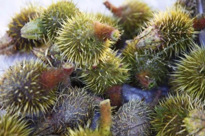 长在水里板栗80后最爱吃如今卖15一斤你认识吗