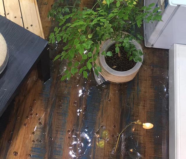 你的桌面不够整洁吗?你不是懒,你只不过是缺了一只猫而已!