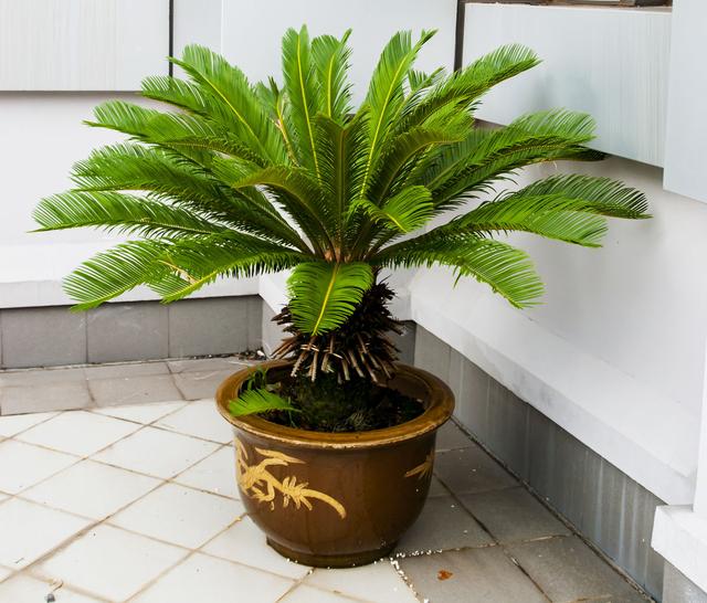 铁树(铁树的寓意和风水)