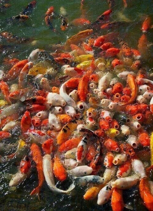 好多鱼