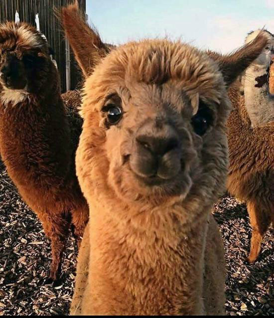 今日囧图分享,执狗之手,与狗偕老,往后余生,全都是狗|囧图|蠢货|脏话