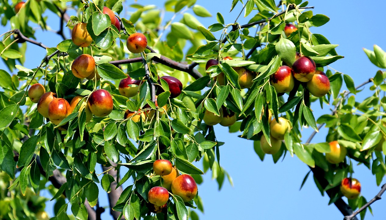 大红枣儿甜又香大荔生态家庭农场大红枣请你尝