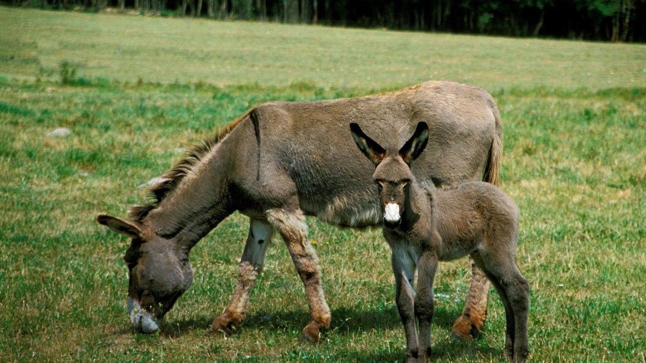 "草驴十年买,叫驴十年卖",你知道草驴和叫驴是什么意思吗?