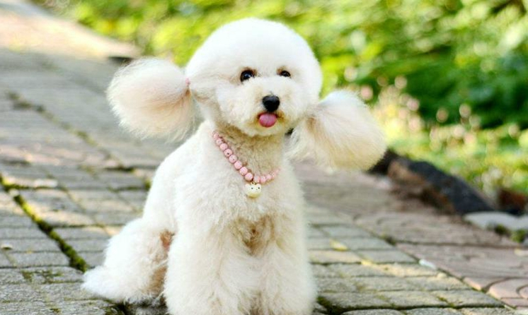 假如免费送你一只白色的狗狗,这5只小白狗,你会选择哪一只