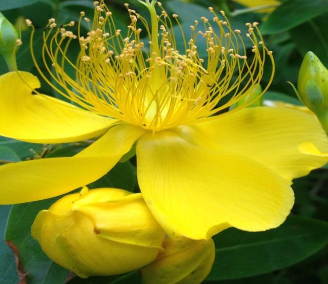 能开"金丝"的花,"金丝"贵似黄金,不仅好养,又美观