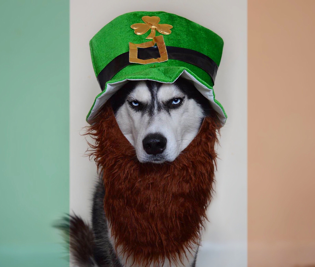 对于哈士奇anuko来说,这种蔑视一切的眼神就是它平时最普通的眼神了.