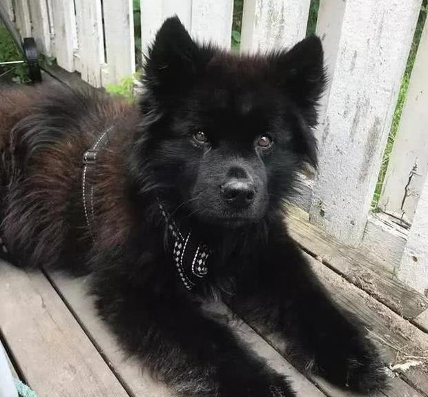 几种鲜为人知的狗狗品种,每一种都超有特色,最后一只最萌|狗狗|犬种