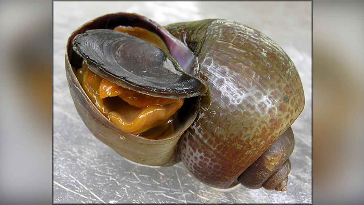 为什么大排档要拿福寿螺当田螺卖,吃了有什么后果?看完一阵后怕