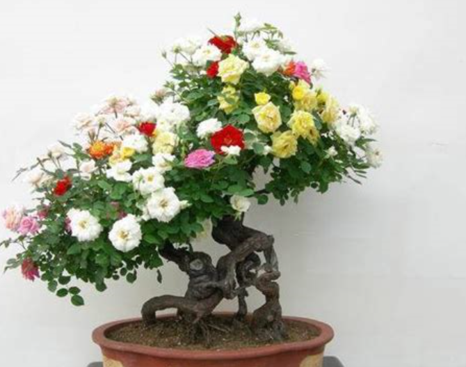 月季盆景怎么养才能爆盆?从这几方面入手,让你的月季花大还抗病