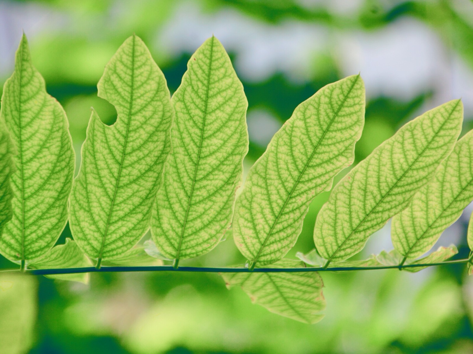 非常清新淡雅的刺槐叶子,原创摄影