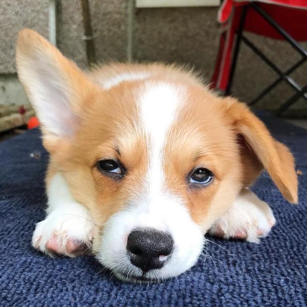柯基下雨天穿雨衣去遛弯,走两步就摔了个狗吃屎,短腿的悲哀啊!