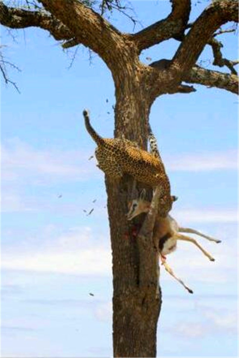 叼着和自己体型差不多大小的猎物爬树是花豹的技能之一.