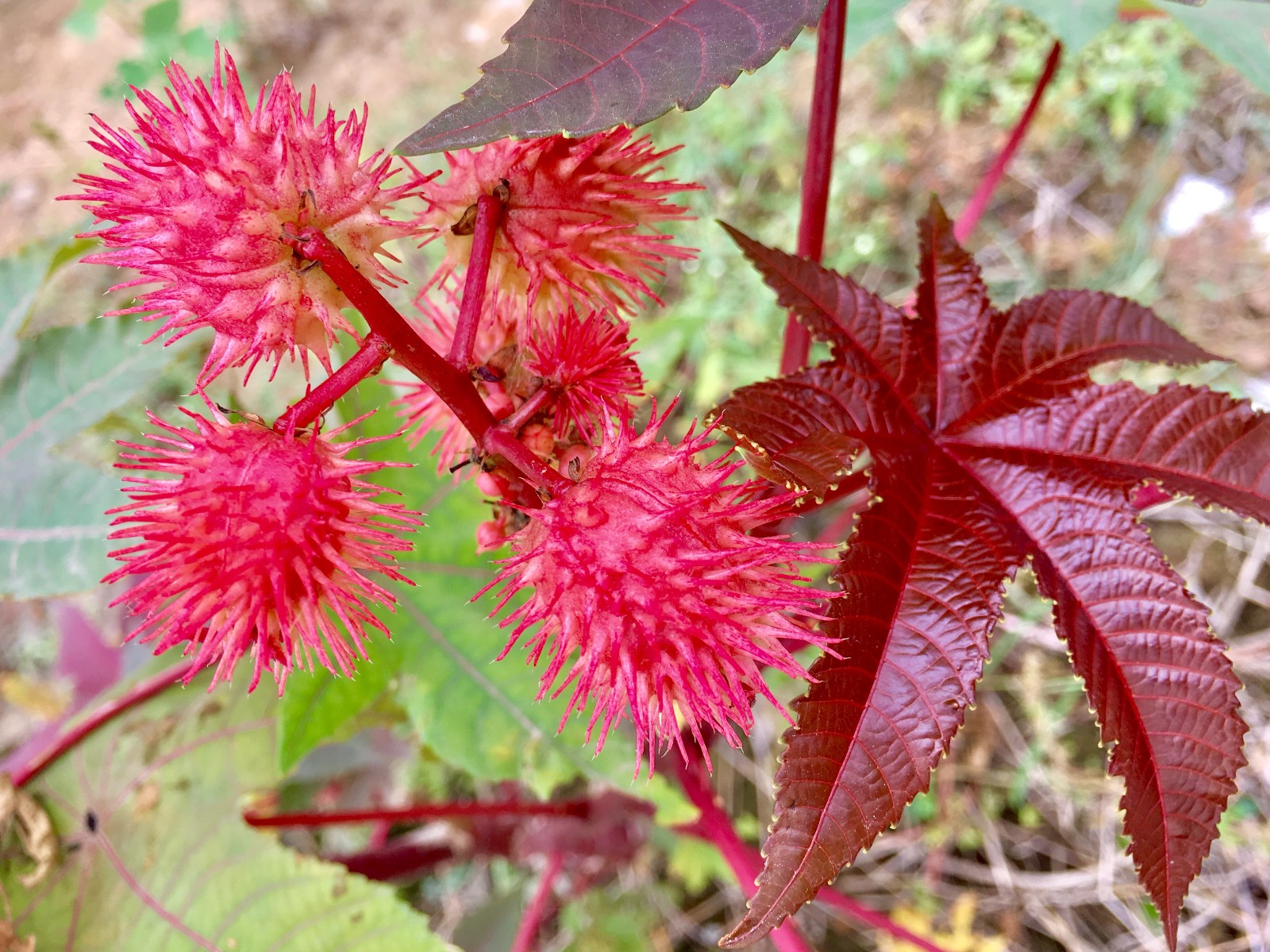 漂亮的红色蓖麻果实