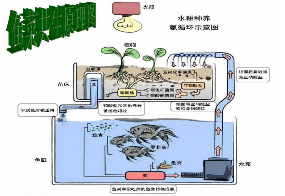 鱼菜共生结构图图片