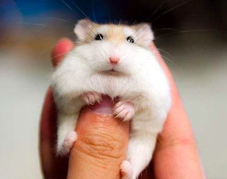 仓鼠中体形最小的.
