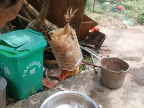 男子自制杀鸡神器，原来杀鸡也可以这么简单|_新浪新闻