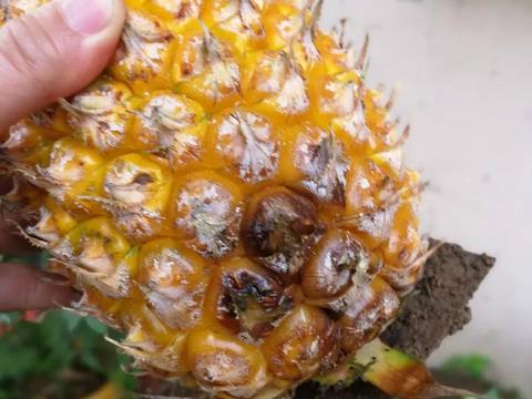 真假?海宁一男子把坏掉的菠萝整个埋进土里,说明年就能坐等吃