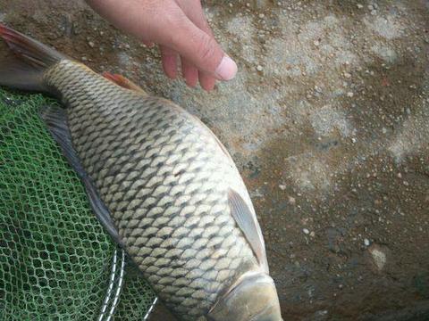 农村野河里钓到一条母鲤鱼,养了一晚上之后,做出这样的事情